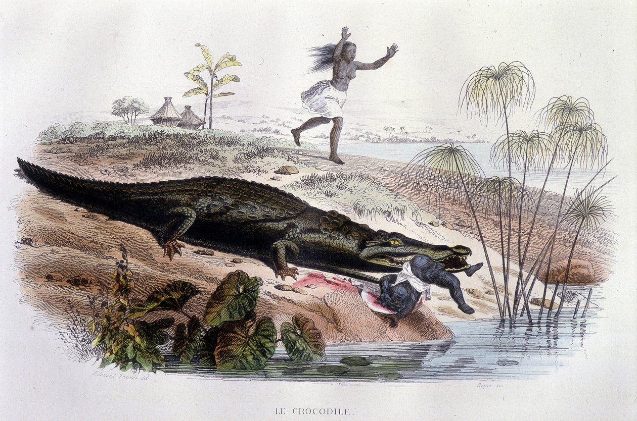 Cocodrilo devorando a un niño - en "Histoire Naturelle" de Lacépède, ed. Furne, París de Unknown artist