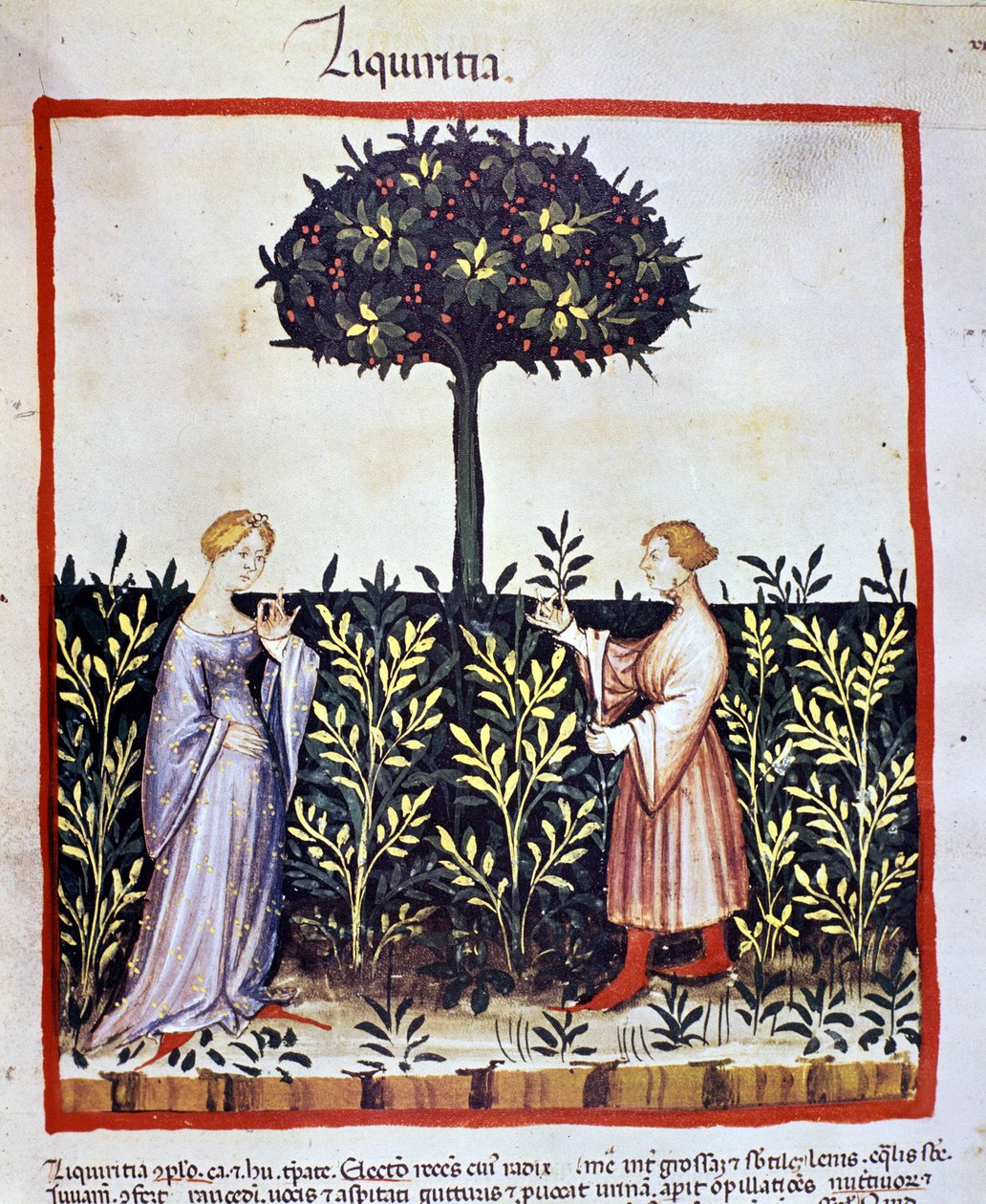 Cultivo de planta medicinal: cosecha de regaliz (madera o raíz). Iluminación del "Tacuinum sanitatis" de Unknown artist