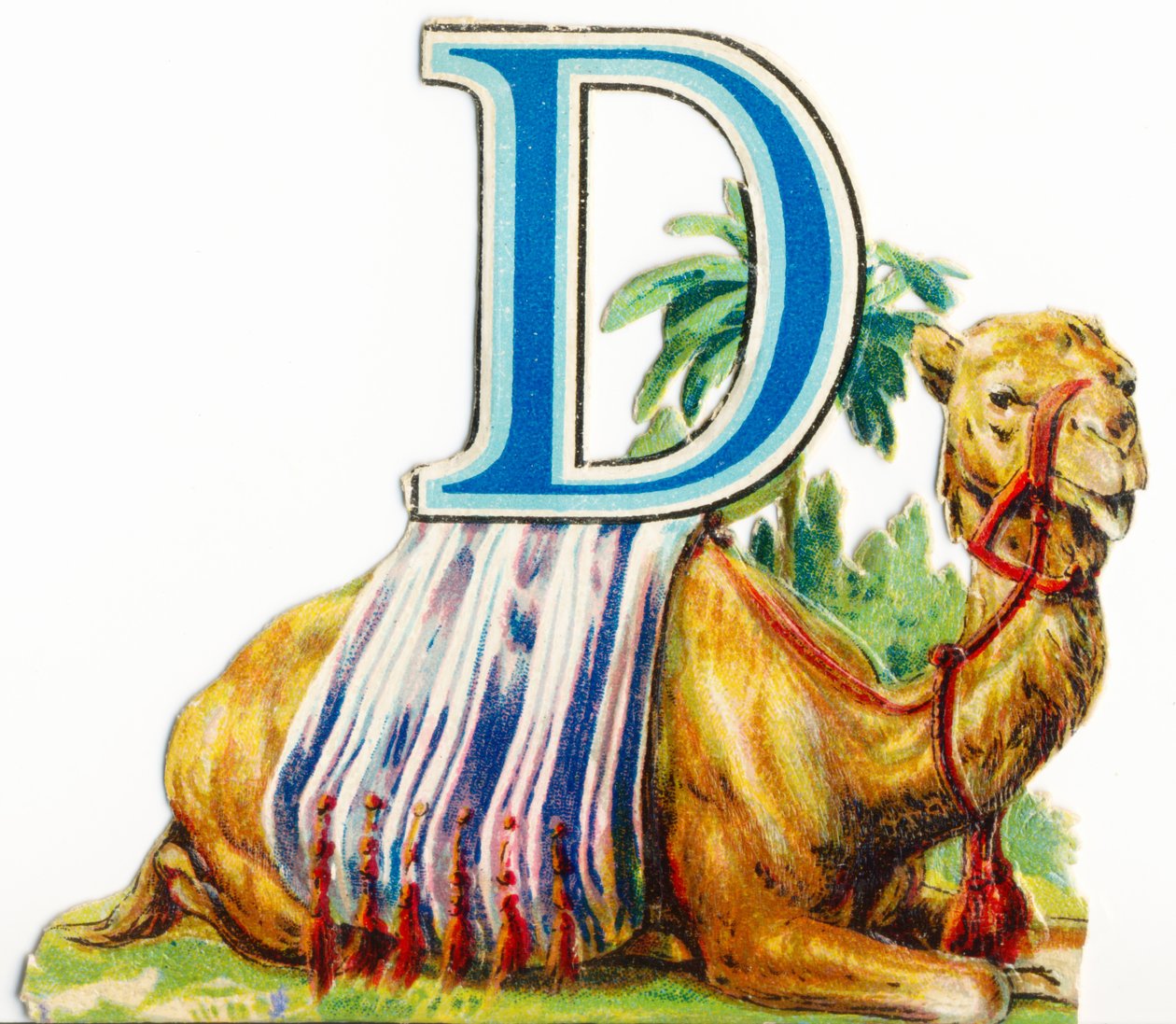 D: Dromedario de Unknown artist
