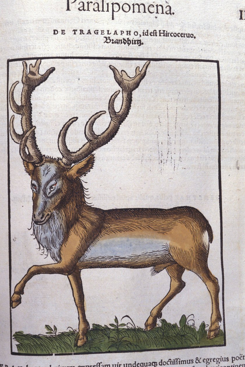Ciervo después de Historiae animalium por Konrad Gesner, Tiguri de Unknown artist