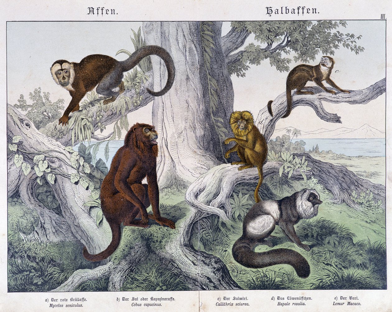 Diferentes razas de monos - en "Natural histories of mammals", ed. Schreiber de Unknown artist