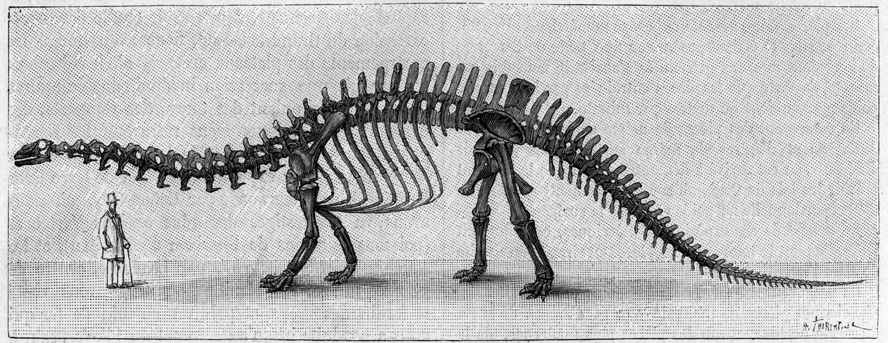 Esqueleto de Dinosaurio: "Brontosaurus excelsus", marzo. Jurásico superior de las Montañas Rocosas. Reproducción del dibujo comunicado por Mr. March a Albert Gaudry del Instituto. Grabado en "La Nature: revue des sciences et de leurs aplicaciones aux arts" de Unknown artist