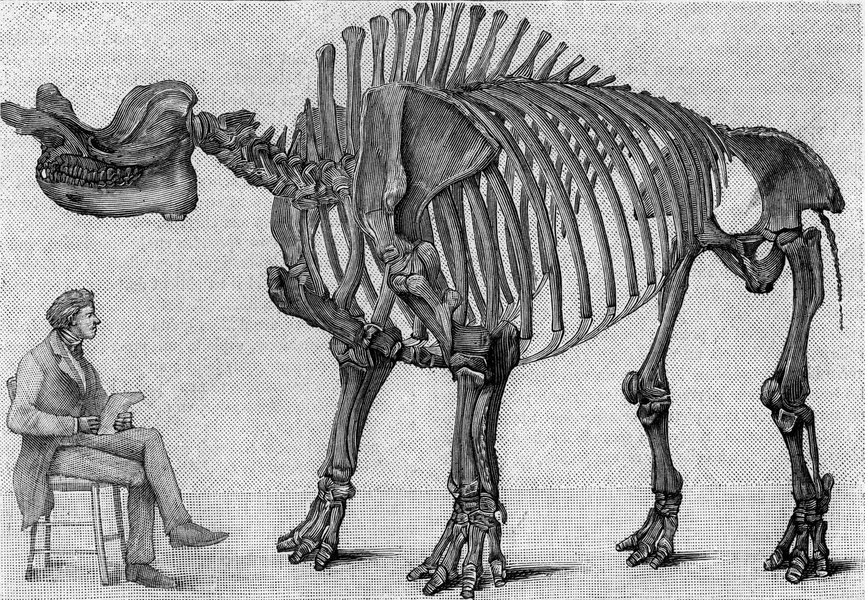 Esqueleto de dinosaurio: “Brontops robustus”, marzo. Mioceno de las Montañas Rocosas. Reproducción del dibujo comunicado por el Sr. March a Albert Gaudry del Instituto. Grabado en “La Nature: revue des sciences et de leurs aplicaciones aux arts et a l