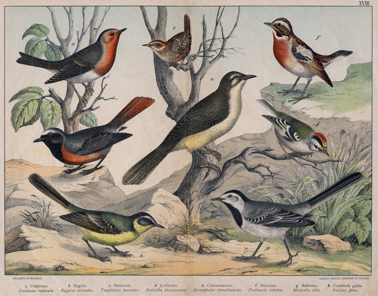 Diverses illustration of birds "History" natural birds". ed. Hoepli, Milán de Unknown Artist