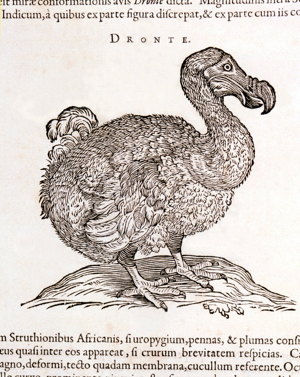 Dodo o Dronte. Ave desaparecida - en “De Indiae utriusque re naturali et medica” de Gulielmi Pisonis, Ámsterdam de Unknown artist