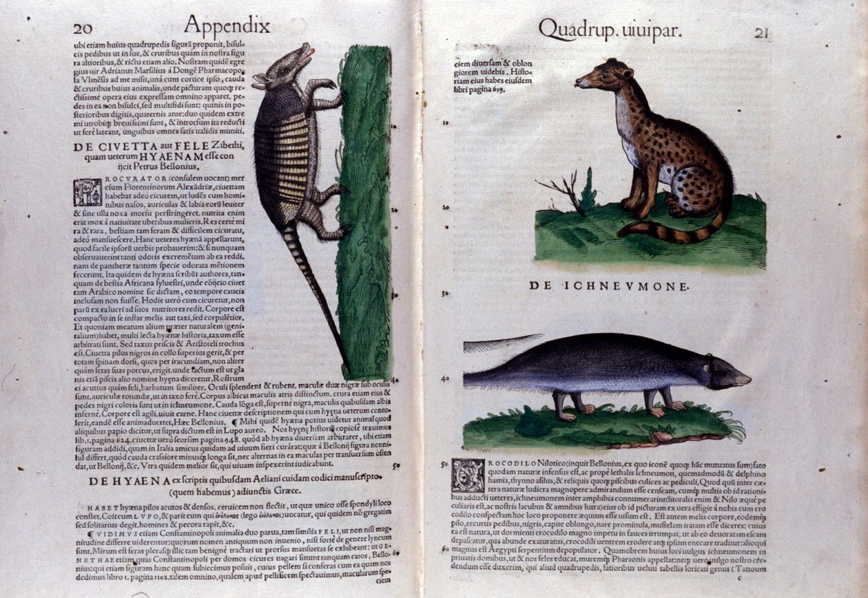 Doble página de Historia Animalium por Conrad Gesner, Tiguri de Unknown artist