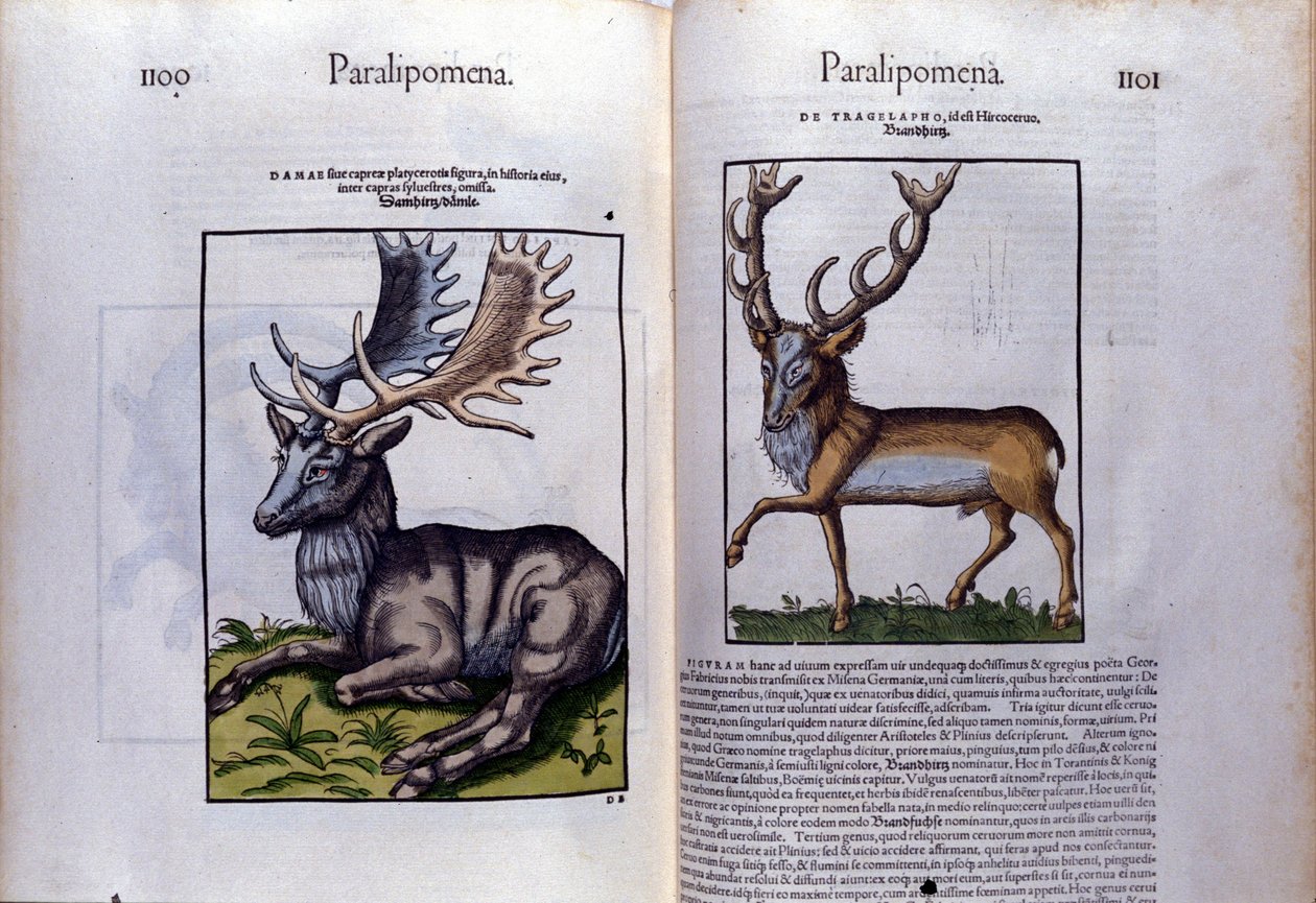 Doble página de ciervos en Historia Animalium por Conrad Gesner (1516 - 1565), Tiguri de Unknown artist