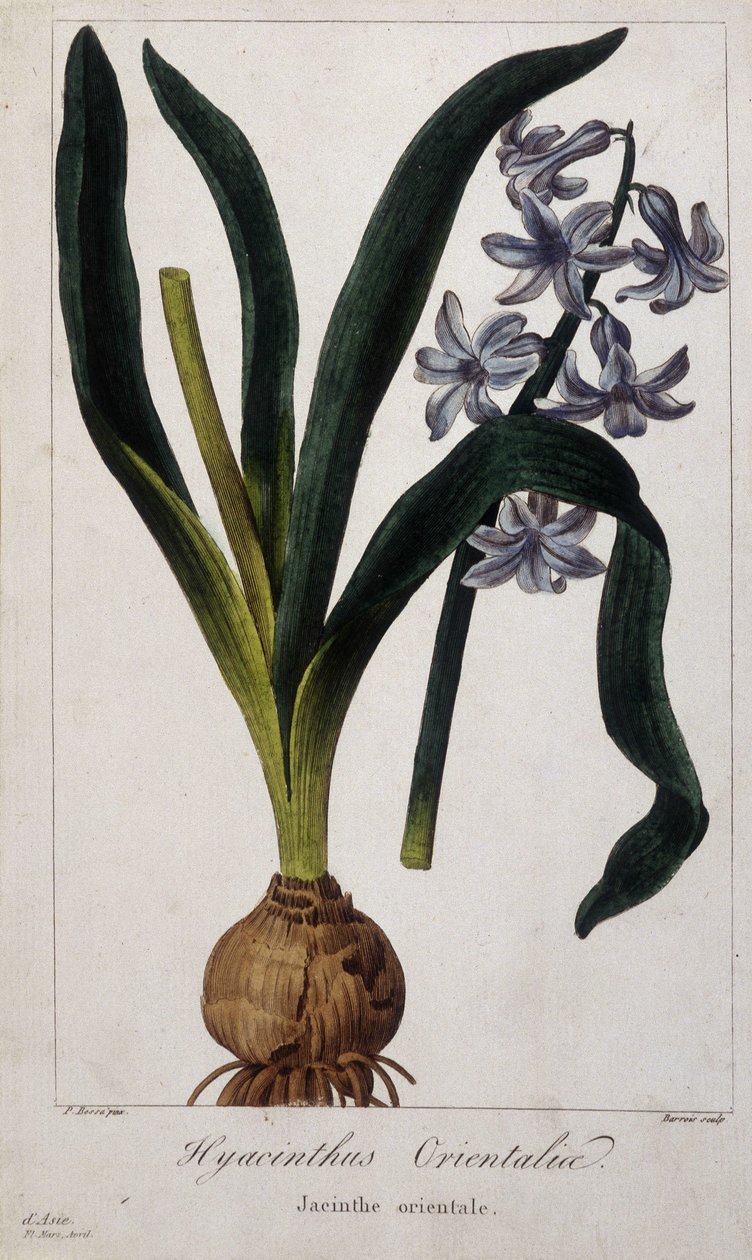 Jacinto oriental (Hyacinthus Orientalis) Lámina botánica de plantas asiáticas del siglo XIX de Unknown artist