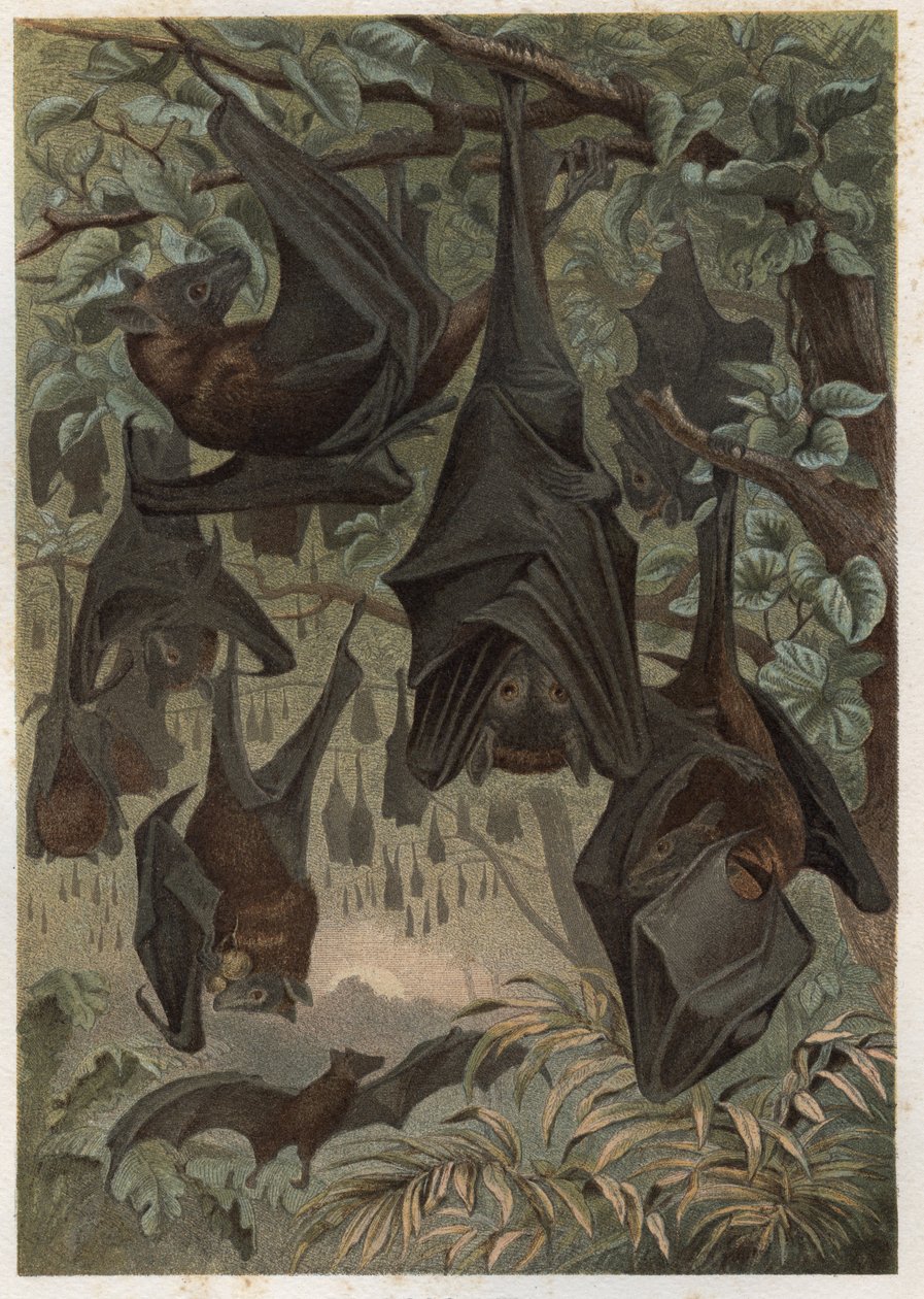 Murciélago frugívoro egipcio o rousette egipcia (Rousettus aegyptiacus) - grabado de “La vida de los animales” de Alfred Edmund Brehm (1829-1884) de Unknown artist
