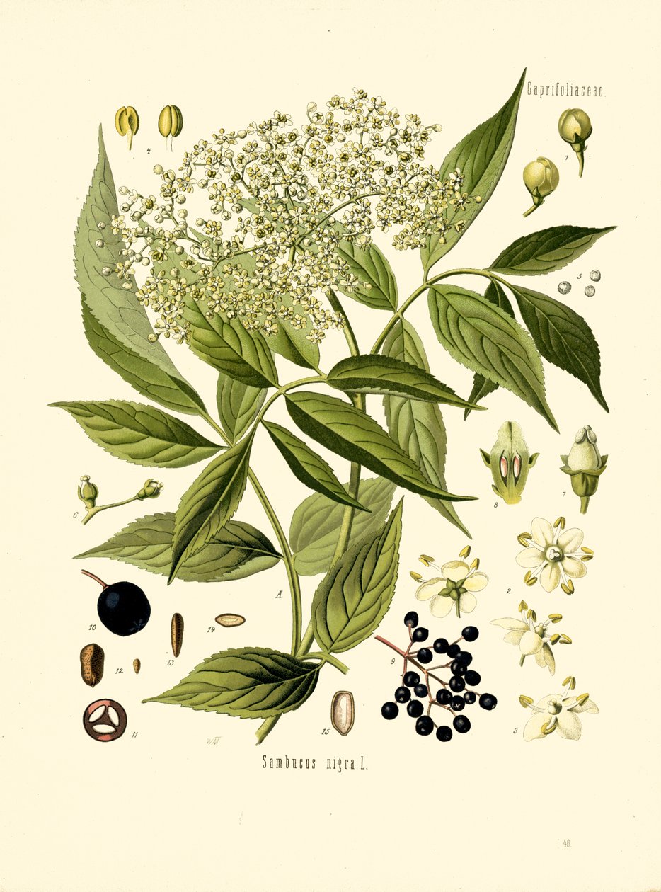 Elder Bore Tree (litografía en color) de Unknown artist