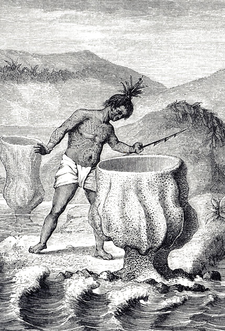 Grabado que representa una variedad de esponja llamada Cáliz de Neptuno (Thalassema Neptune) de Unknown artist