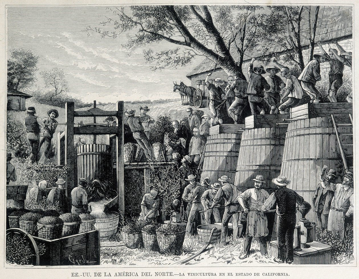 Grabado de 1876 que representa la viticultura en California en el siglo XIX. de Unknown artist