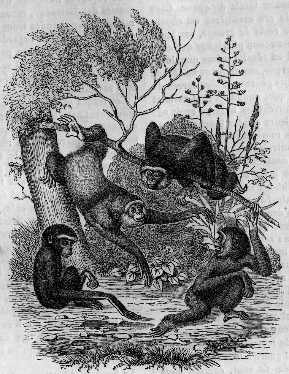 Grabado que representa a los gibones Hoolock de la India. de Unknown artist