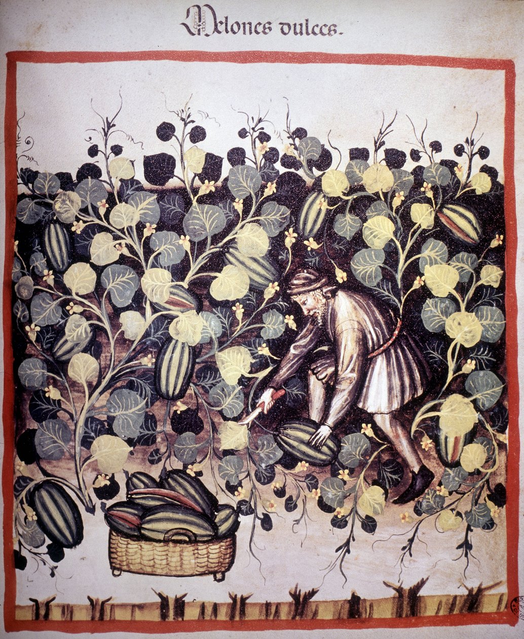 Grabado que representa la recolección de melones de "Tacuinum Sanitatis". B.N, Viena. de Unknown artist