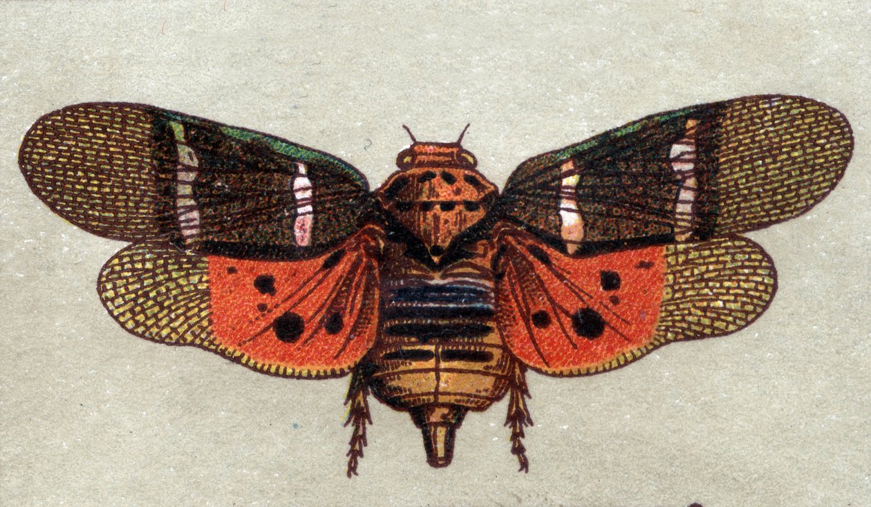 Entomología: representación de una cigarra con nueve manchas, serie de insectos, principios del siglo XX (cromo) de Unknown Artist