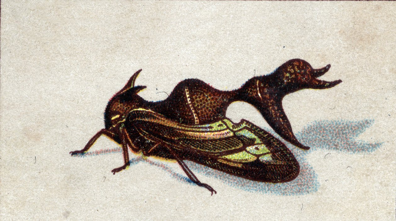 Entomología: representación de un heteronote hembra picando, serie de insectos, principios del siglo XX (cromo) de Unknown Artist