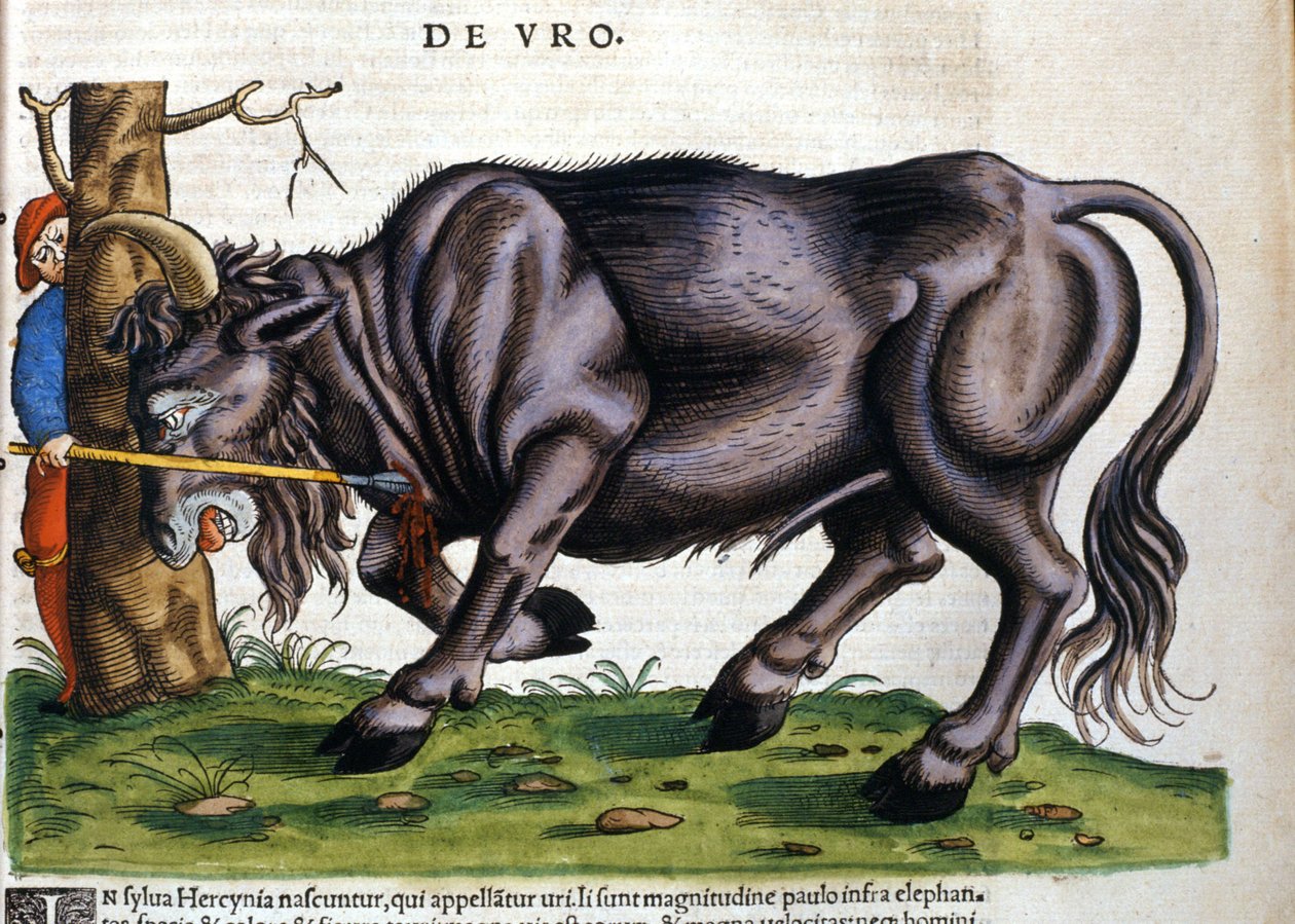Bisonte europeo (Bos primigenius primigenius) cuya raza se extinguió en el siglo XVII en “Historia Animalium” de Konrad Gesner. de Unknown artist