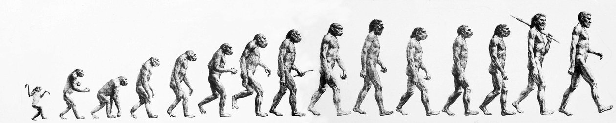 Evolución: Comparaciones de morfologías desde el mono hasta el hombre actual (diferentes homínidos). Grabado de finales del siglo XIX. de Unknown artist