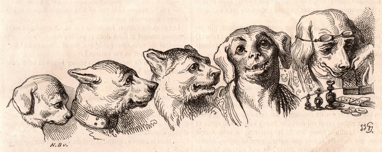 Evolución de un perro a forma humana de Unknown