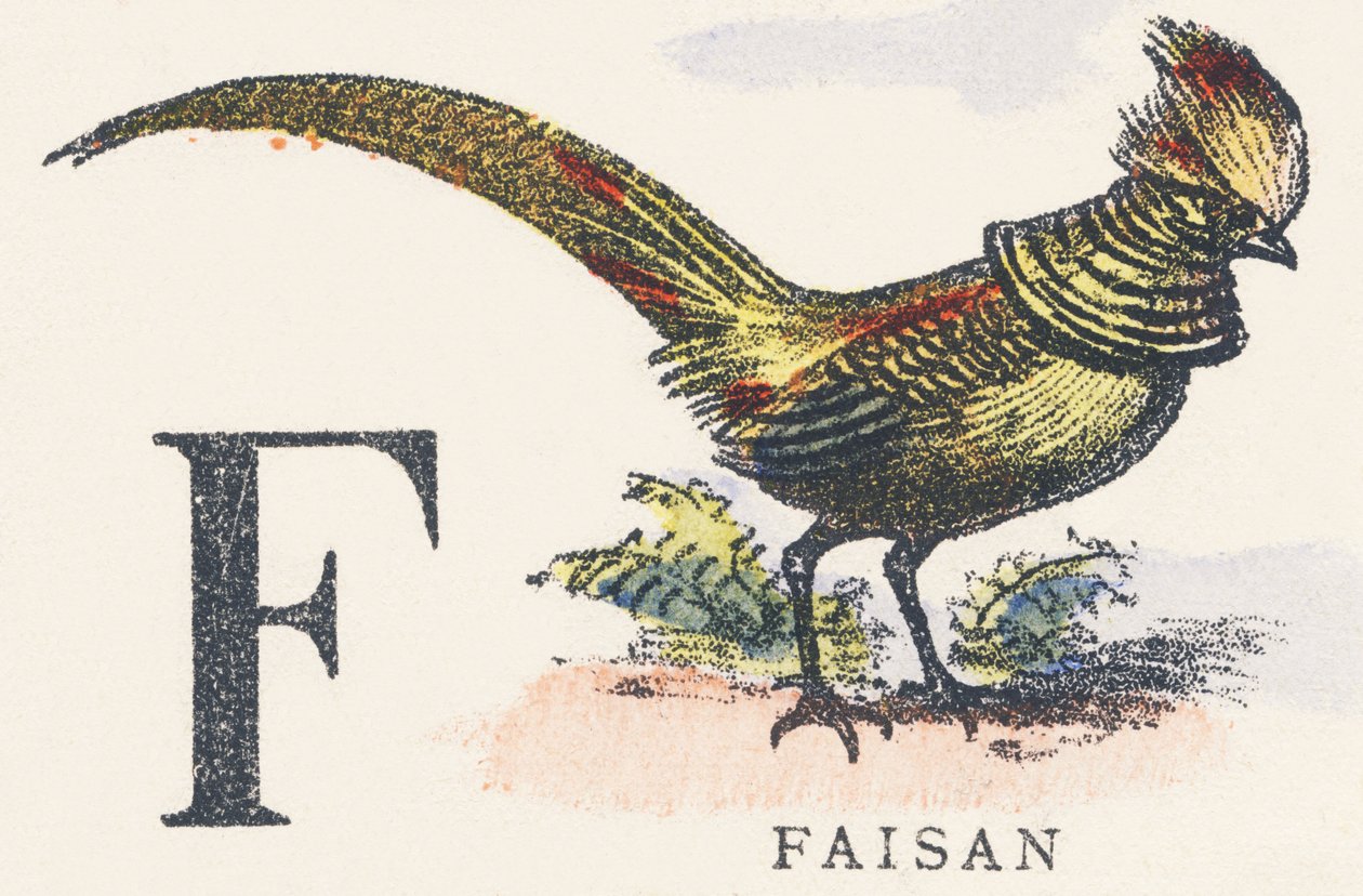 F: faisán de Unknown artist