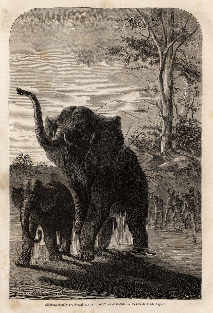 Elefanta protegiendo a su cría de cazadores de jabalinas de Zambeze. Grabado para ilustrar los primeros viajes del Dr. Livingstone al sur de África de 1840 a 1856, en 