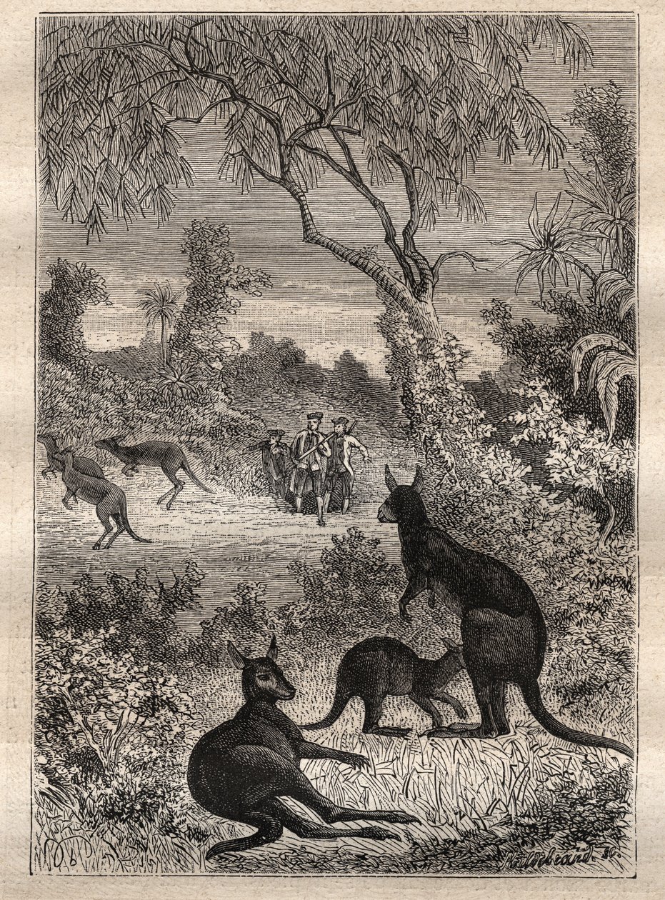 Primer viaje (1768-1771) del Capitán James Cook (1728-1779): los marineros descubren los canguros (Australia) - ilustración tomada de "Los Grandes Navegantes del siglo XVIII" de Unknown artist