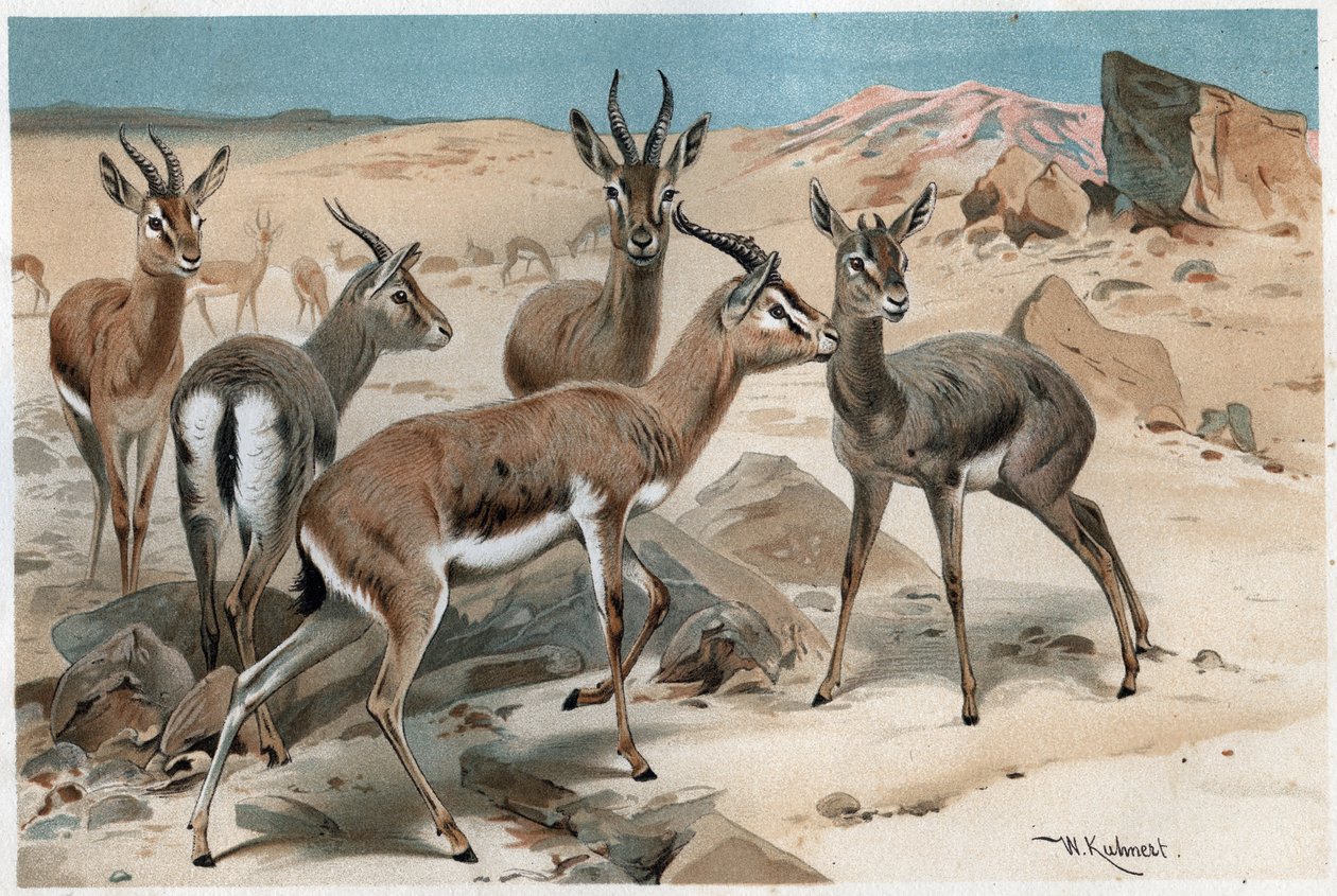 Gacela - grabado de “La vida de los animales” de Alfred Edmund Brehm (1829-1884) de Unknown artist