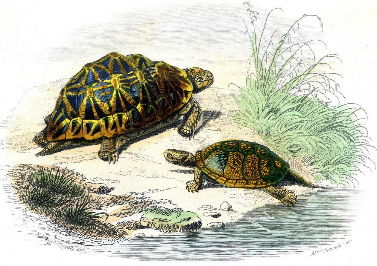 Tortuga geométrica (Testudo geometrica) y tortuga amarilla de Unknown artist
