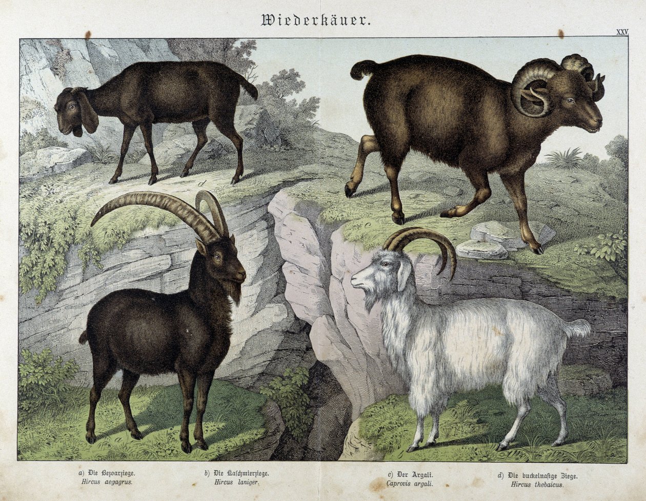 Cabra - en "Natural History of Mammals", ed. Schreiber de Unknown artist