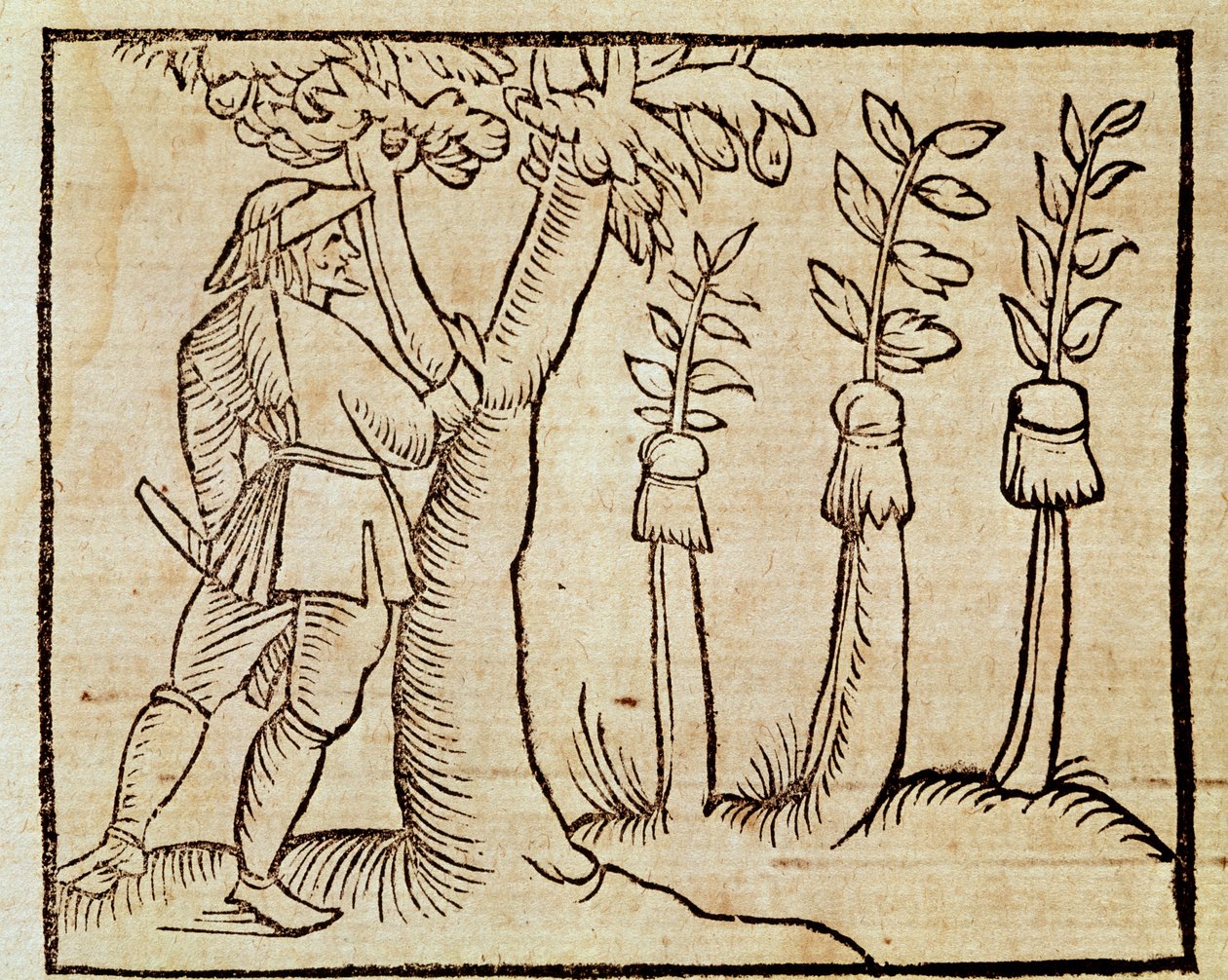 Injertando los árboles, ilustración de De Agricoltura Vulgare, por Pier Crescenzio, edición publicada en Venecia de Unknown artist