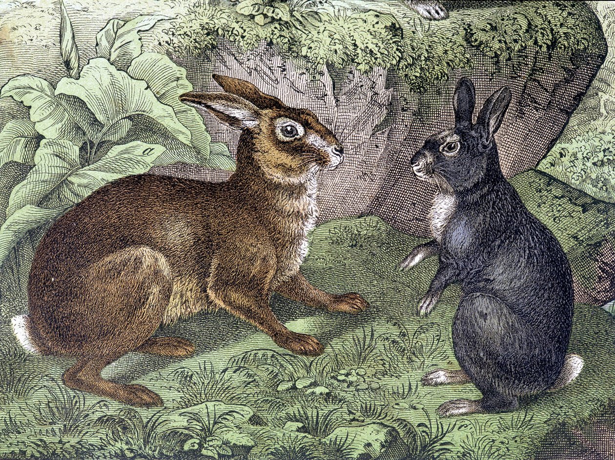 Liebre y Conejo - en “Historia Natural de los Mamíferos”, ed. Schreiber de Unknown artist