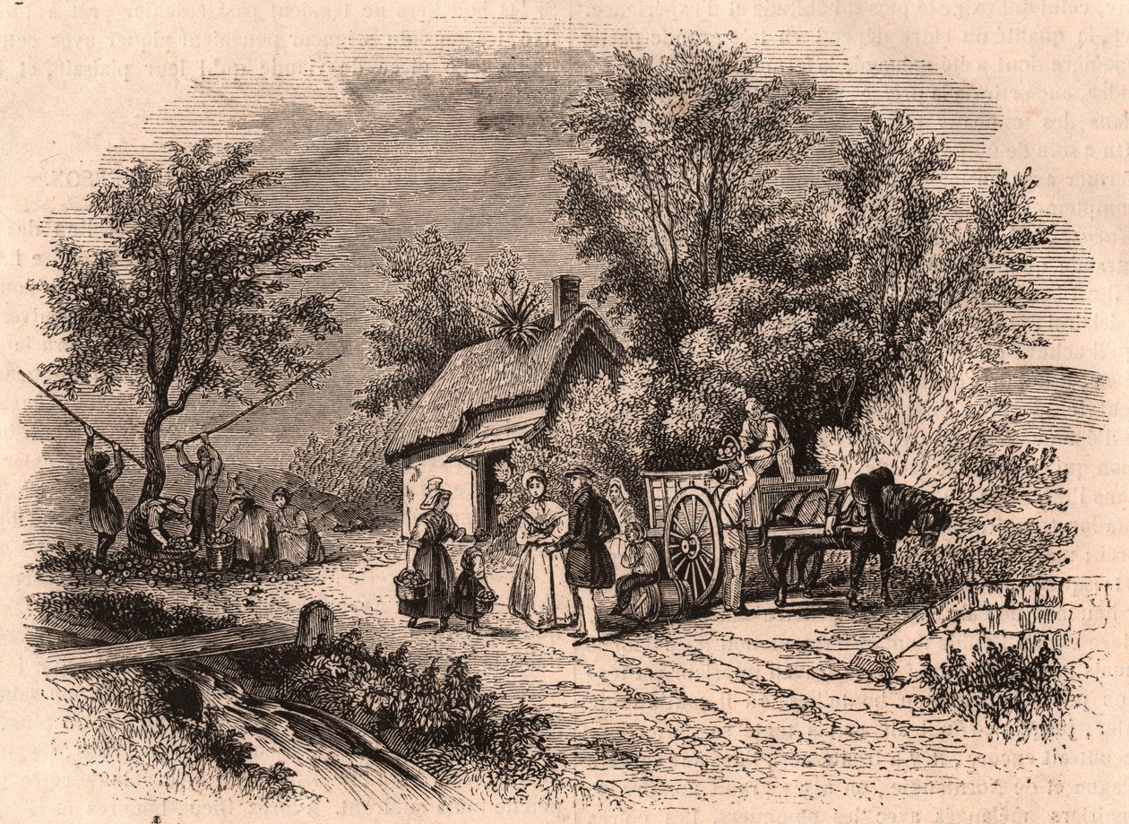 Cosecha de manzanas en Normandía, Francia de Unknown