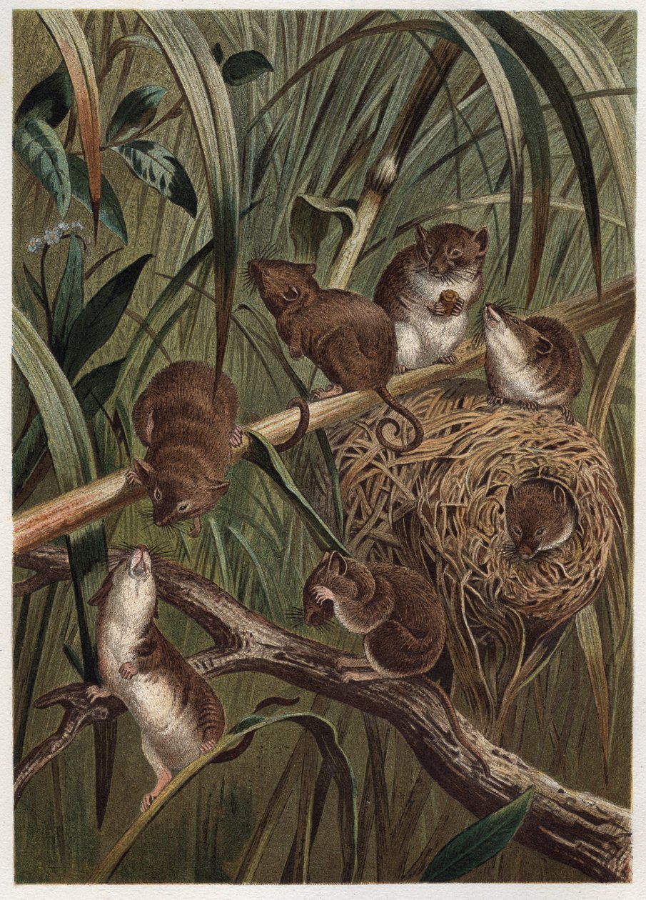 Ratón de campo (o ratón enano) - Ratón de campo euroasiático (Micromys minutus) - grabado de 