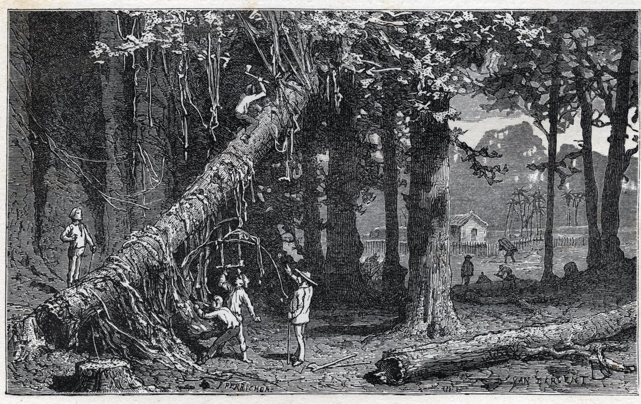 Cosecha de corteza de quina - Quinquina (Cinchona officinalis) de Unknown artist