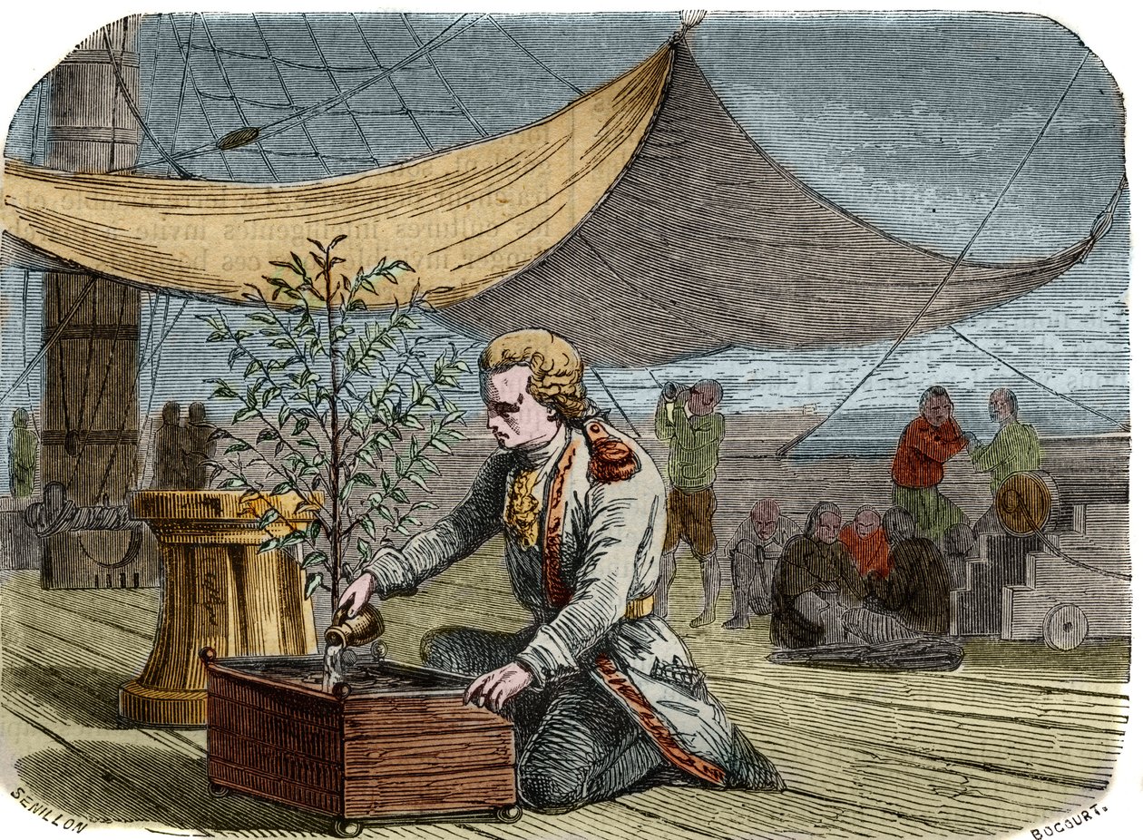 Historia del café: Capitán Gabriel de Clieu (1687/1678- circa 1774), encargado por el Rey Luis XIV en 1725 de traer a Martinica una planta de café, comparte con ella su ración de agua para salvarla de secarse. Grabado. de Unknown artist