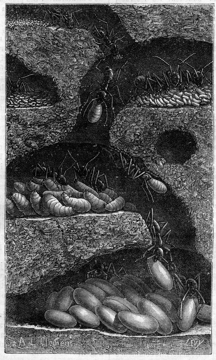 Huevos y larvas en una hormiga. Grabado en "El Diario de la Juventud" de 1888. de Unknown artist