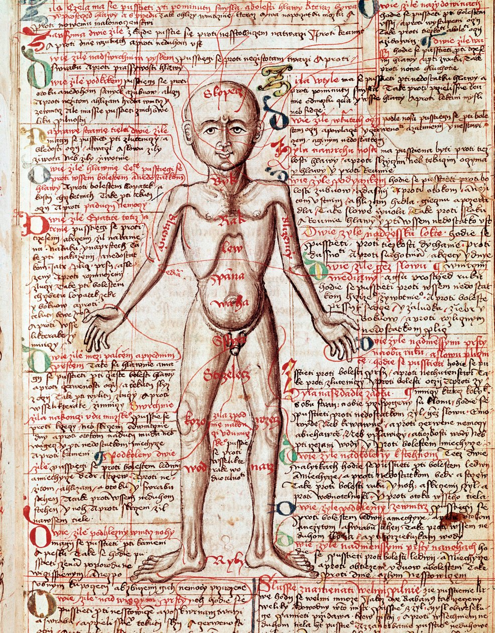 Cuerpo humano. Grabado de "Tractatus de pestilentia". Siglo XV - Praga, Biblioteca Nacional de Unknown artist