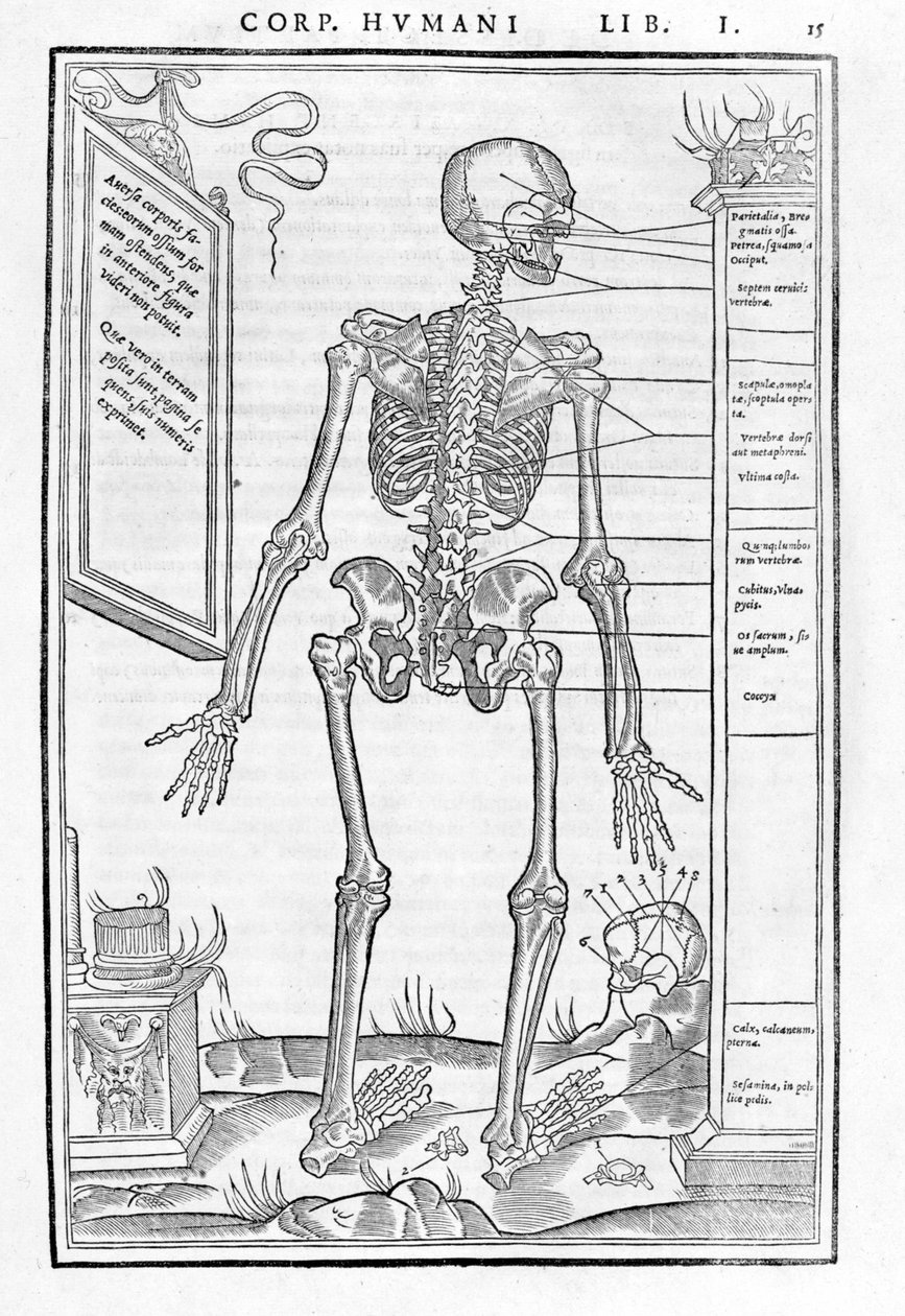 Esqueleto humano, parte posterior. Placa anatómica de “De dissectione partium corporis humani libri tres...” de Carlo Stefano Riverio, París 1545 de Unknown artist