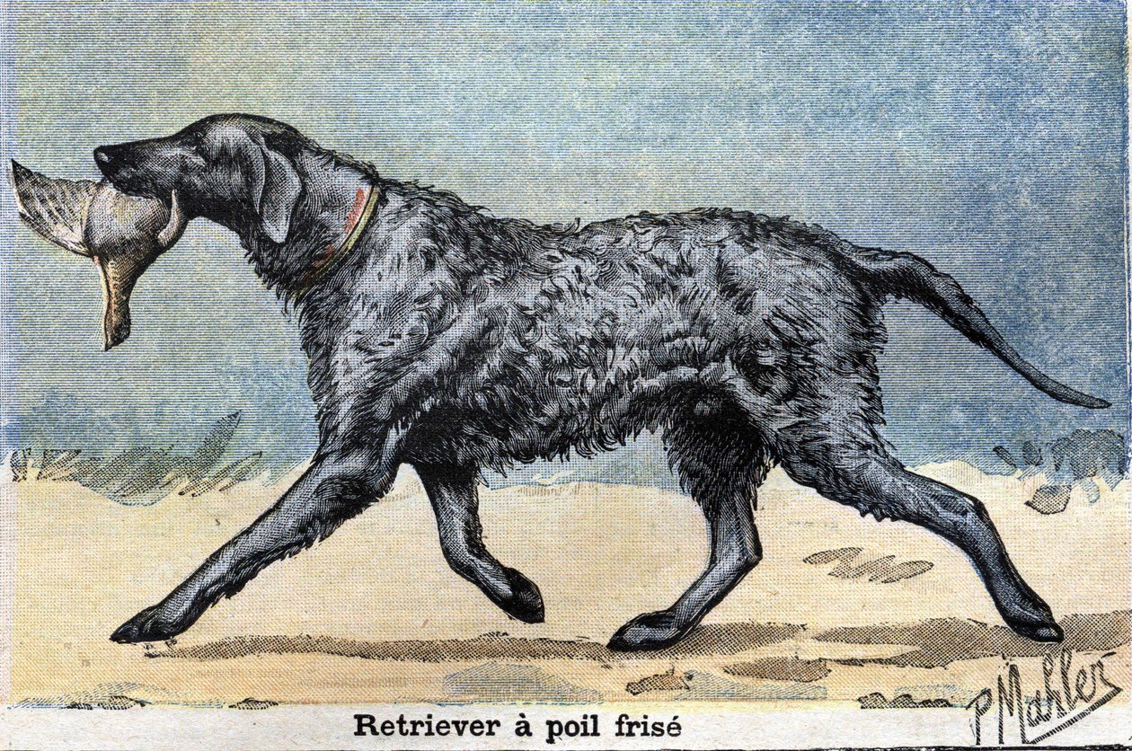 Perro de caza: Retriever de pelo rizado de Unknown artist