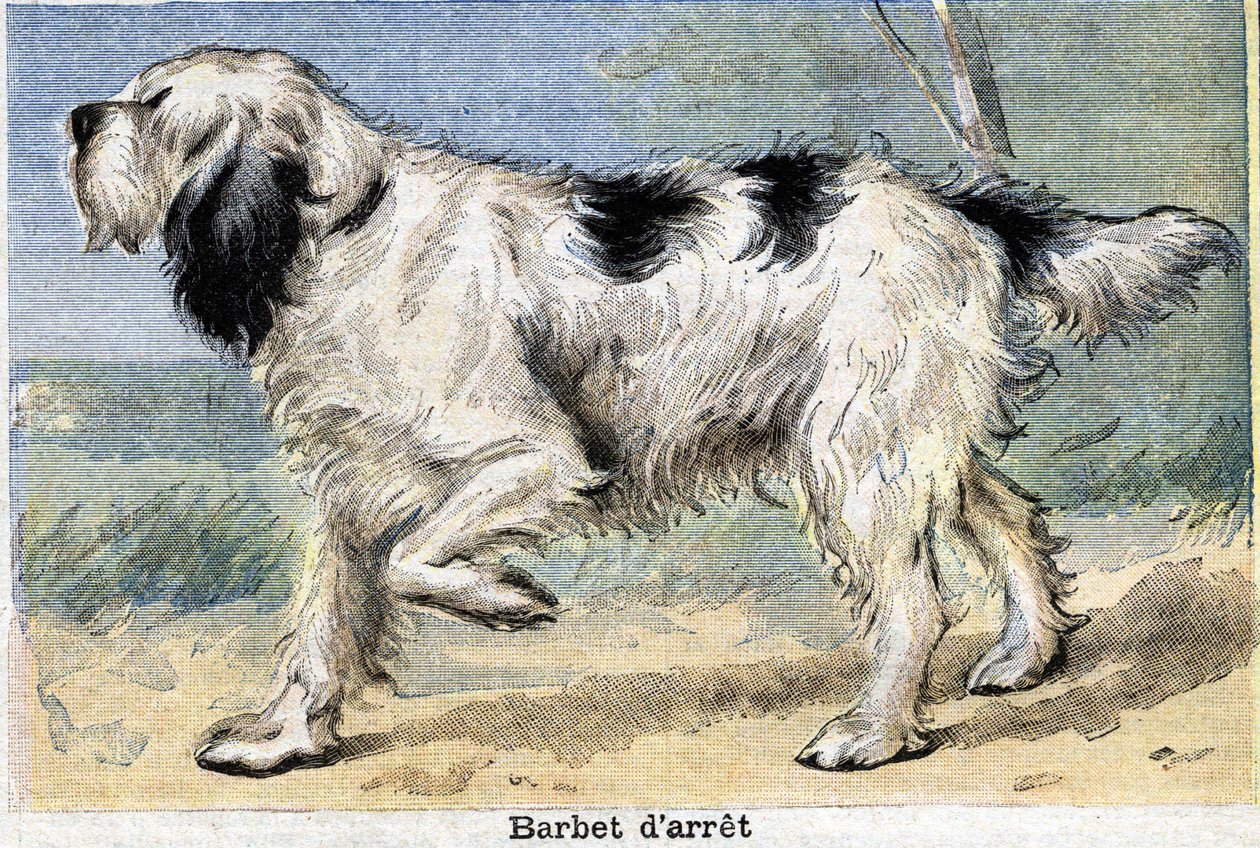 Perro de caza: Stop Barbet de Unknown artist