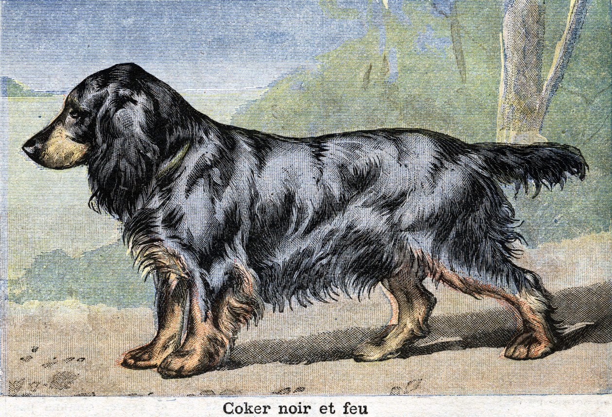 Perro de caza: Cocker negro y fuego de Unknown artist
