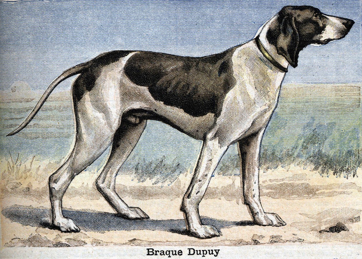 Perro de caza: Braque Dupuy de Unknown artist