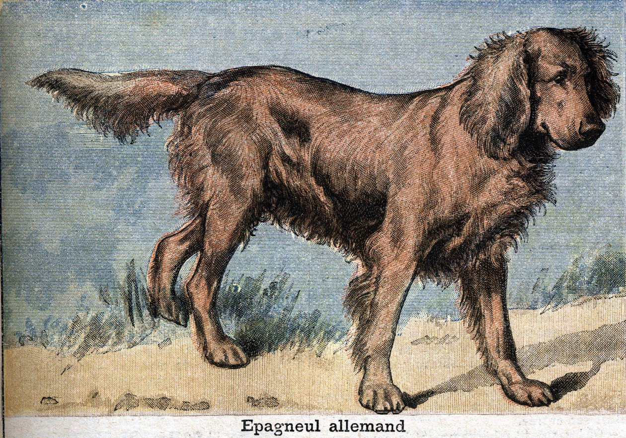 Perro de caza: Spaniel alemán de Unknown artist