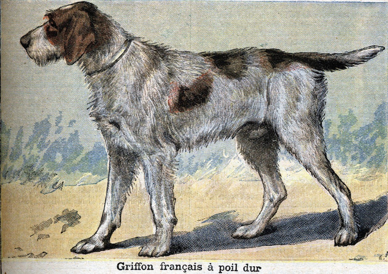 Perro de caza: Griffon francés de pelo duro de Unknown artist