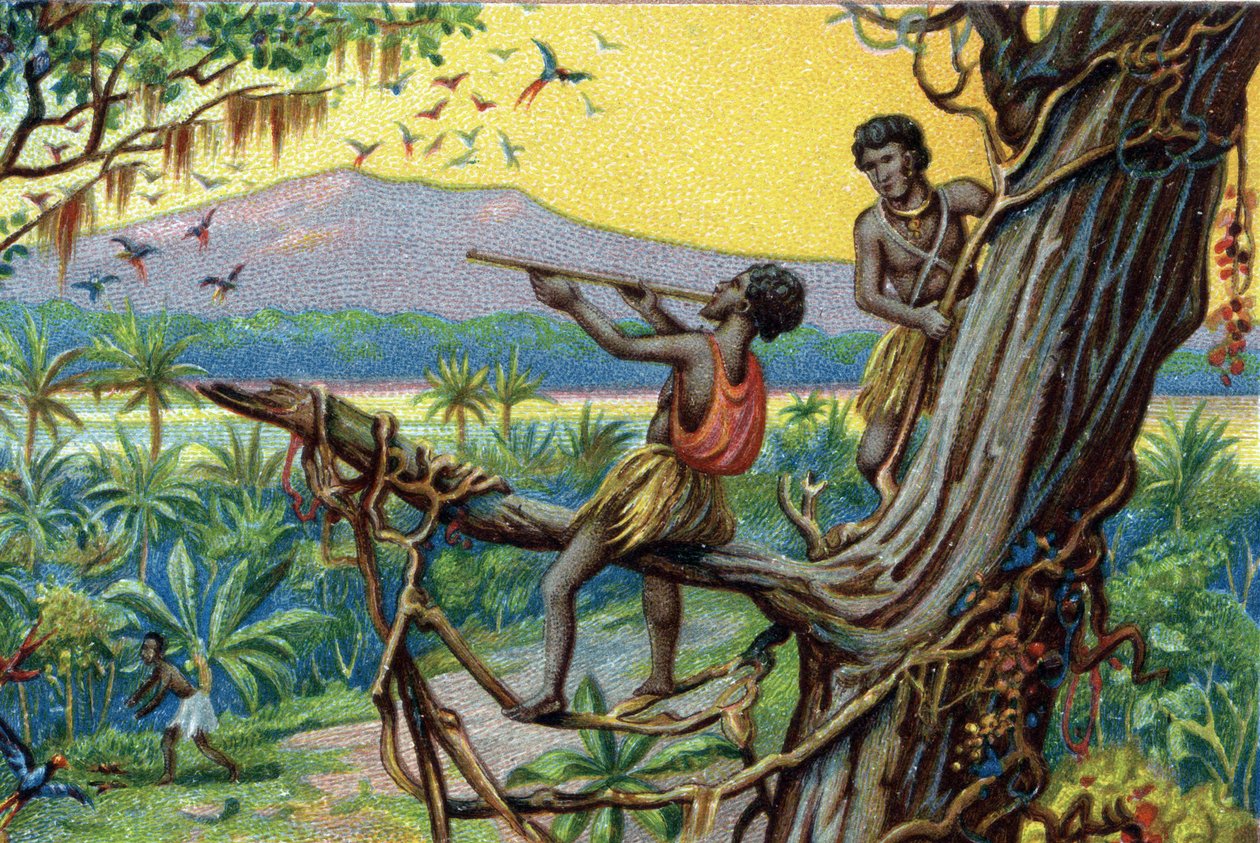 Técnica de caza. Caza de colibríes en el archipiélago polinesio: los habitantes usan mordeduras. Cromolitografía del siglo XIX. de Unknown artist