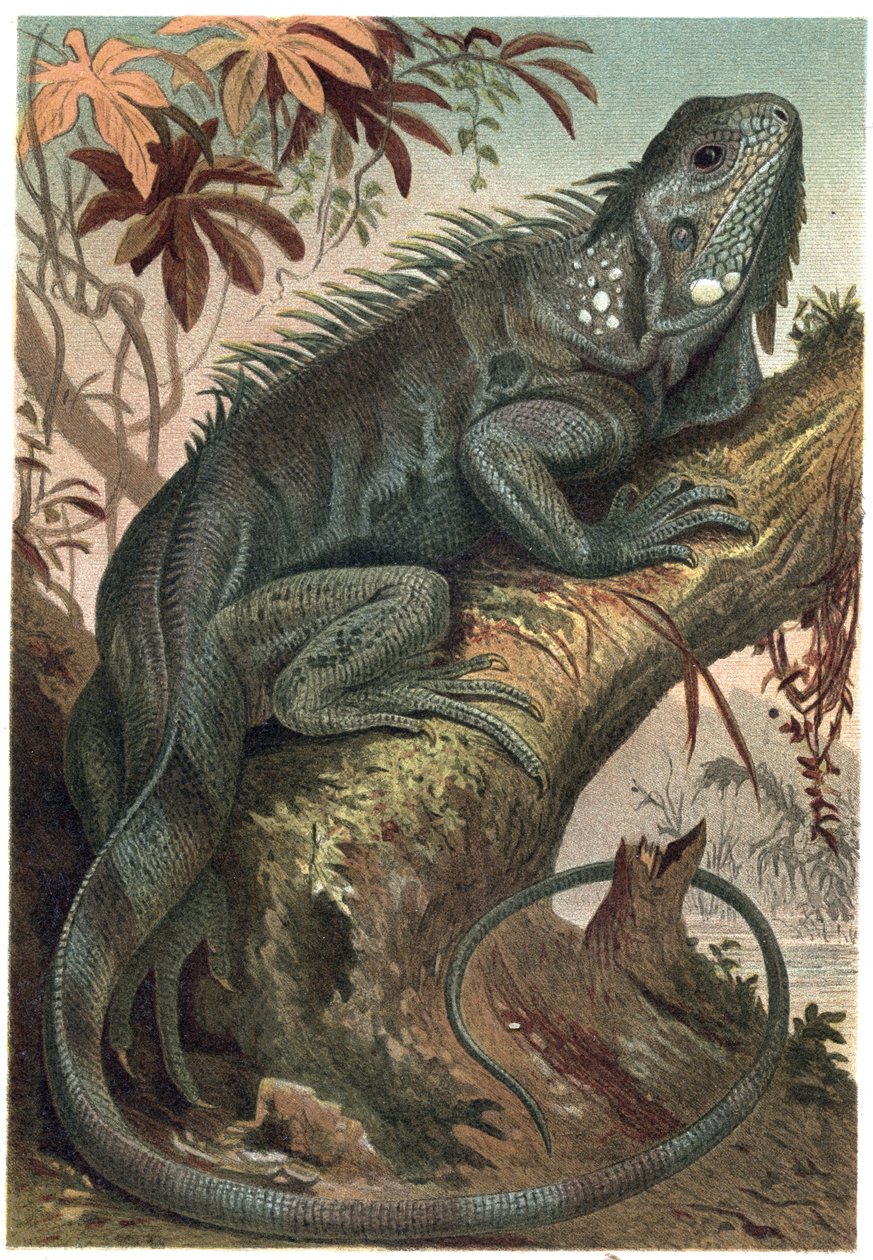 Iguana - Iguana (lagartos herbívoros) - grabado de “La vida de los animales” de Alfred Edmund Brehm (1829-1884) de Unknown artist