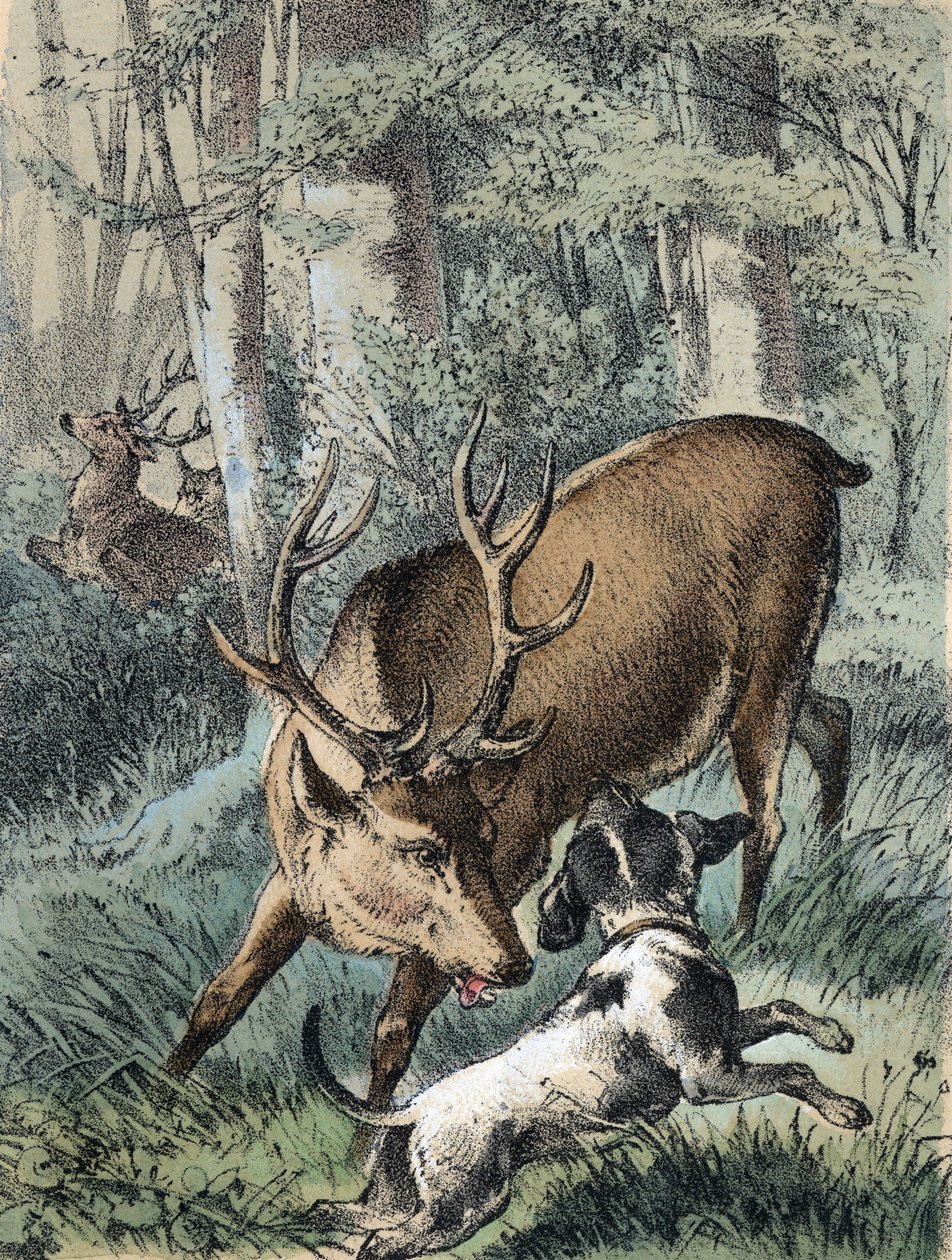 Ilustración de los cuentos de Franz Hoffmann 