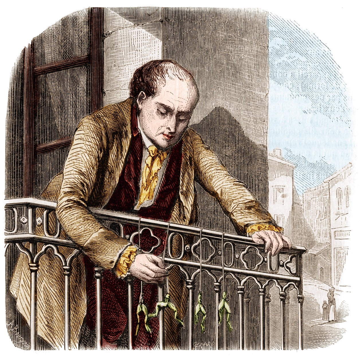Ilustración de experimentos de Luigi Galvani, físico y médico italiano (1737-1798) con ranas de Unknown artist