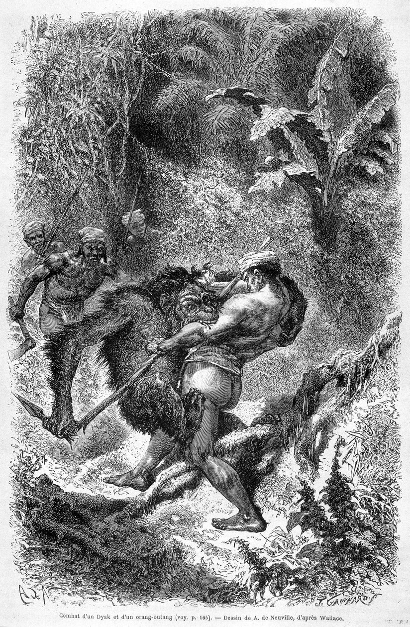 Ilustración publicada en la edición de 1862 de “Le Tour du monde” que representa una batalla entre un dayak y un orangután en la isla de Borneo. Grabado de Unknown artist