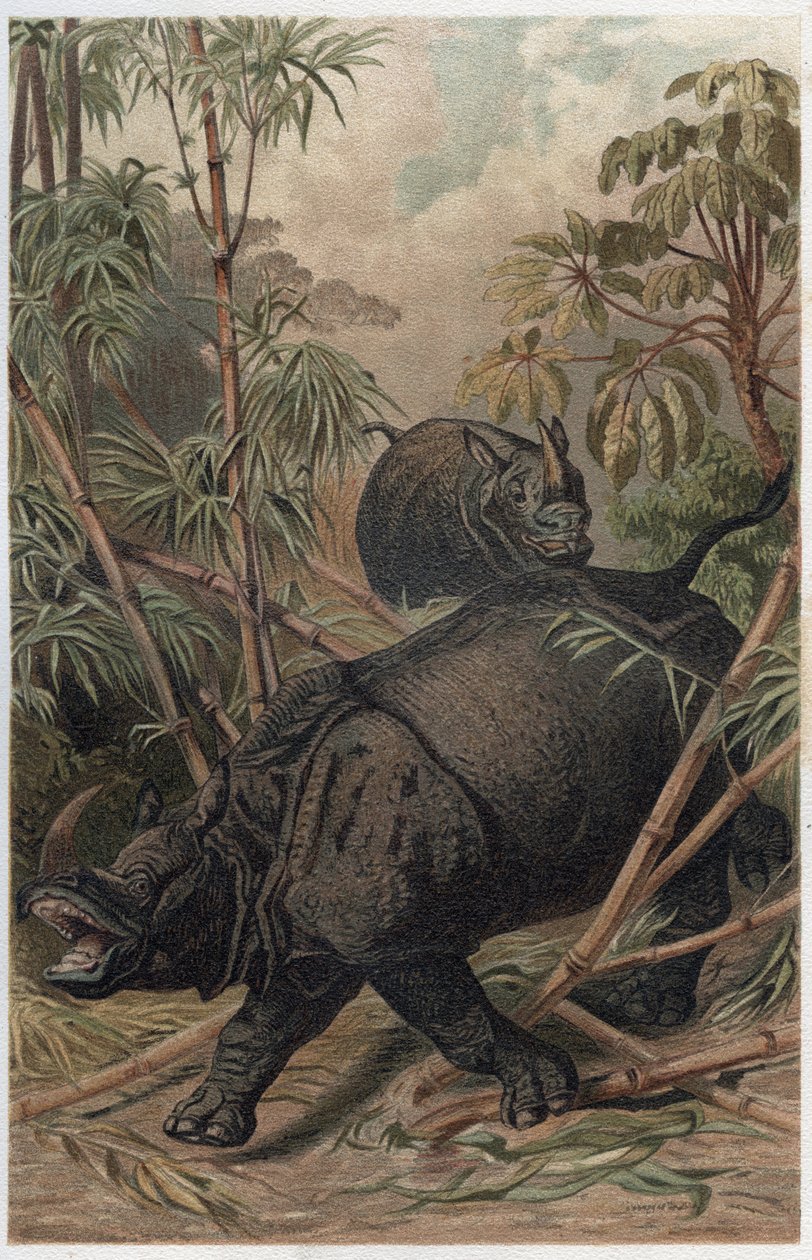 Rinoceronte indio - El rinoceronte indio (Rhinoceros unicornis) - grabado de 